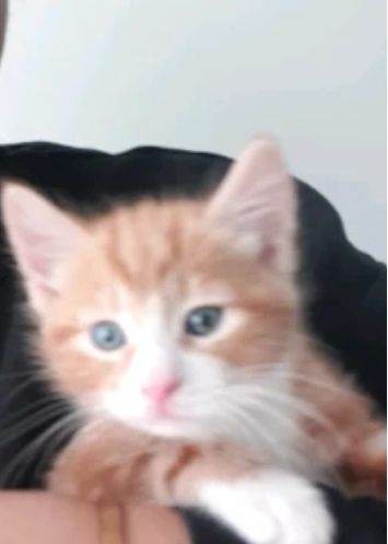Blue eyed Ginger Male kitten 8 weeks old 