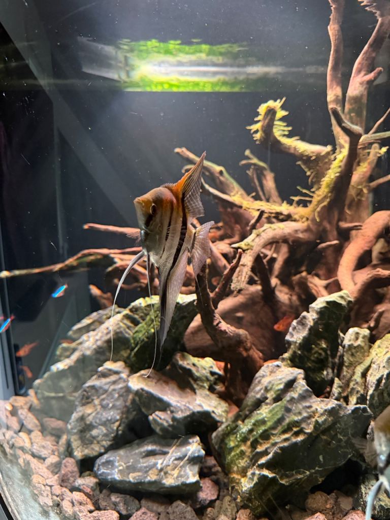 Pair of Manacapuru angelfish 