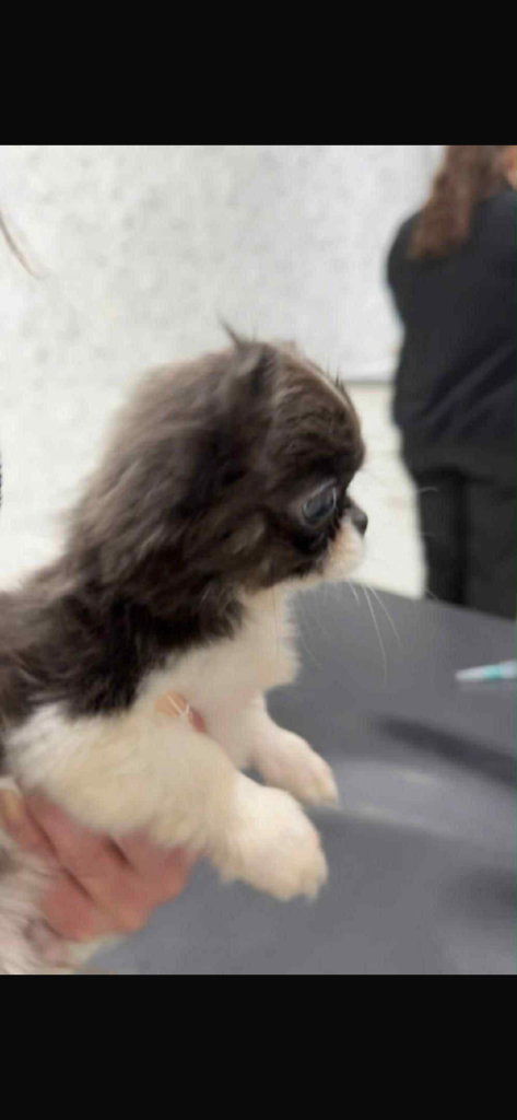 1Stunning Long Hair Tiny chihuahua, ready for their new home now.