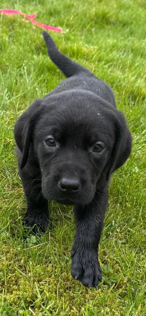 Gorgeous Black Labrador Puppies - one little girl left 