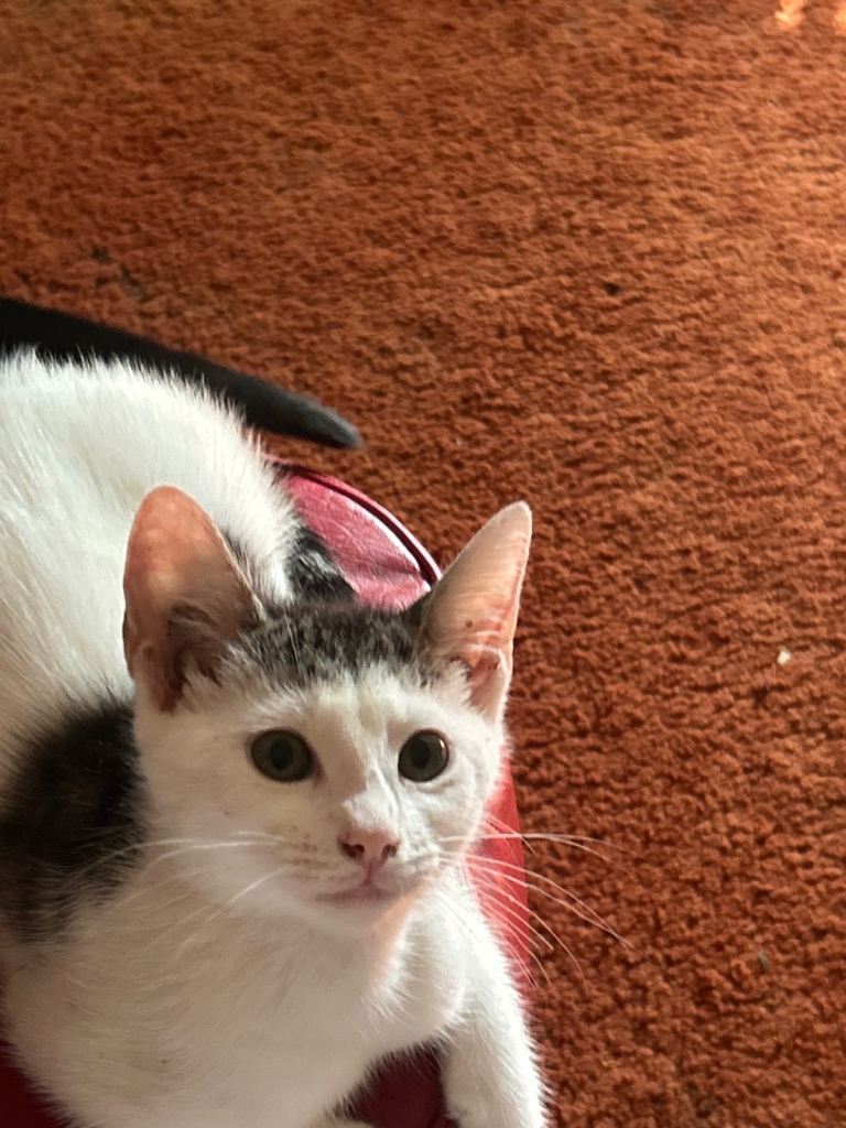 Kitten for sale
