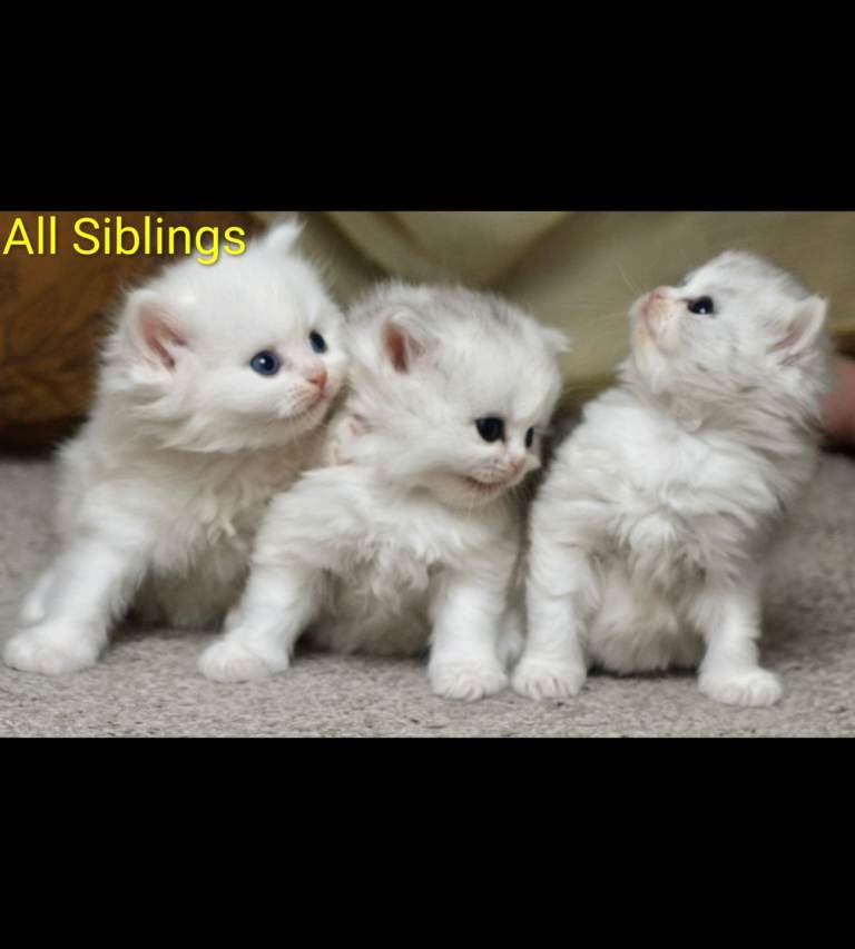 Stunning Registered Persian Kittens