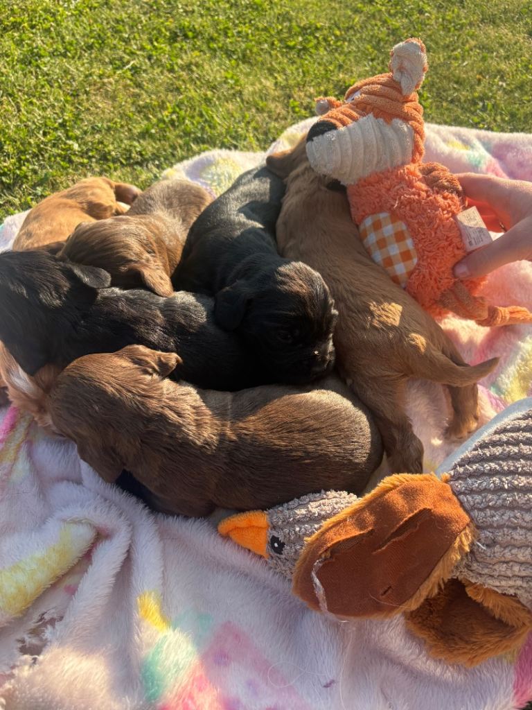 Cocker spaniel pups for sale