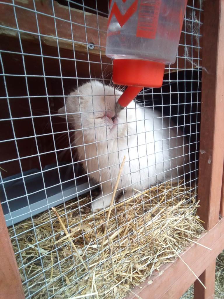 Adorable white albino rabbits 