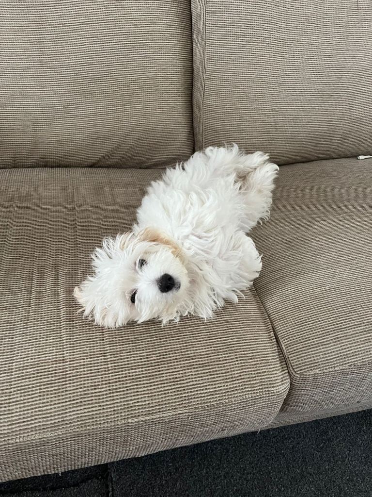 Bichon Maltese Mini Toy Puppies for sale (1girl 1boy)