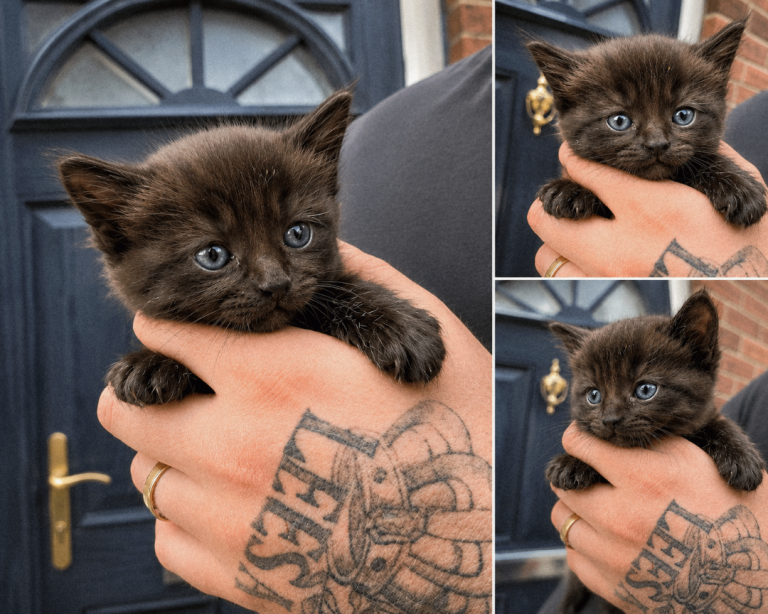 Female Half Ragdoll