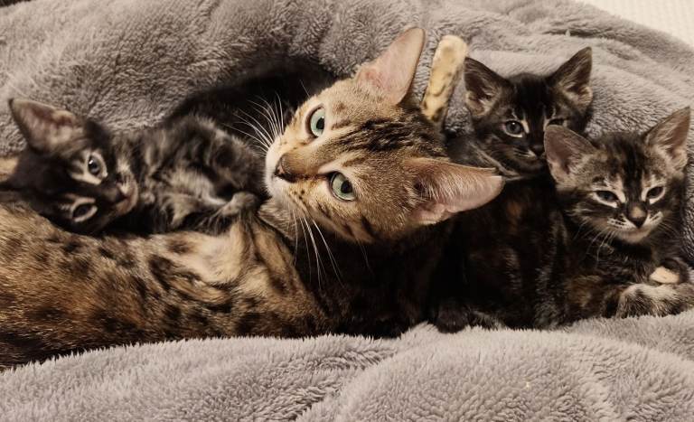 Bengal cross kittens for sale, ready to leave