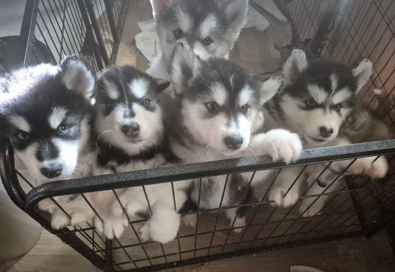 ***alaskan malumute pups READY NOW REDUCED***