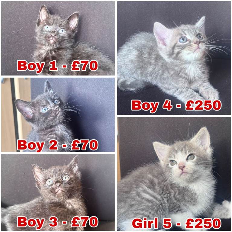 beautiful kittens 