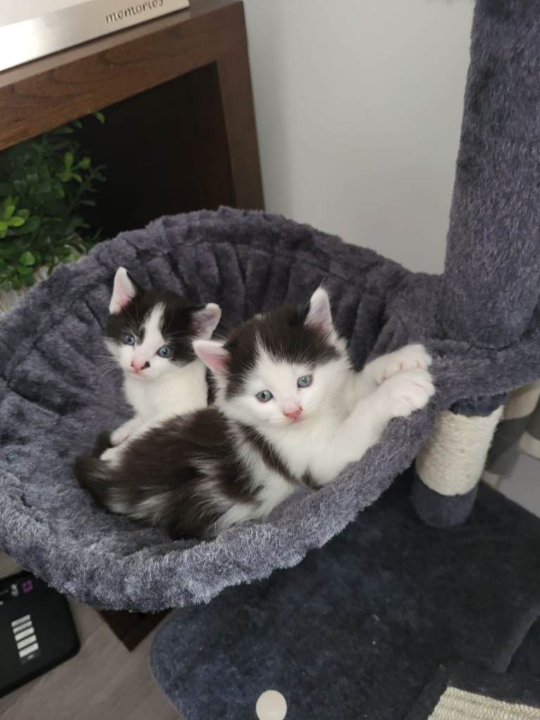 Adorable kittens for sale 