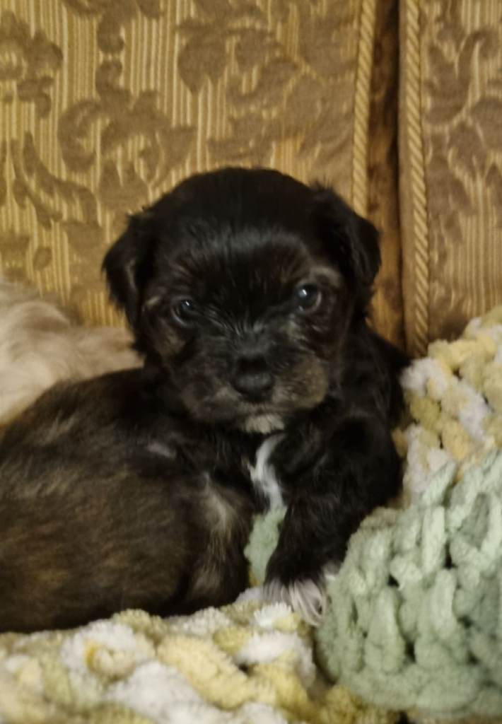 Sweet Shihtzu/Cockerpoo puppies 