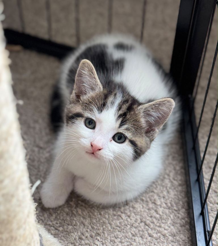 10 week old kittens
