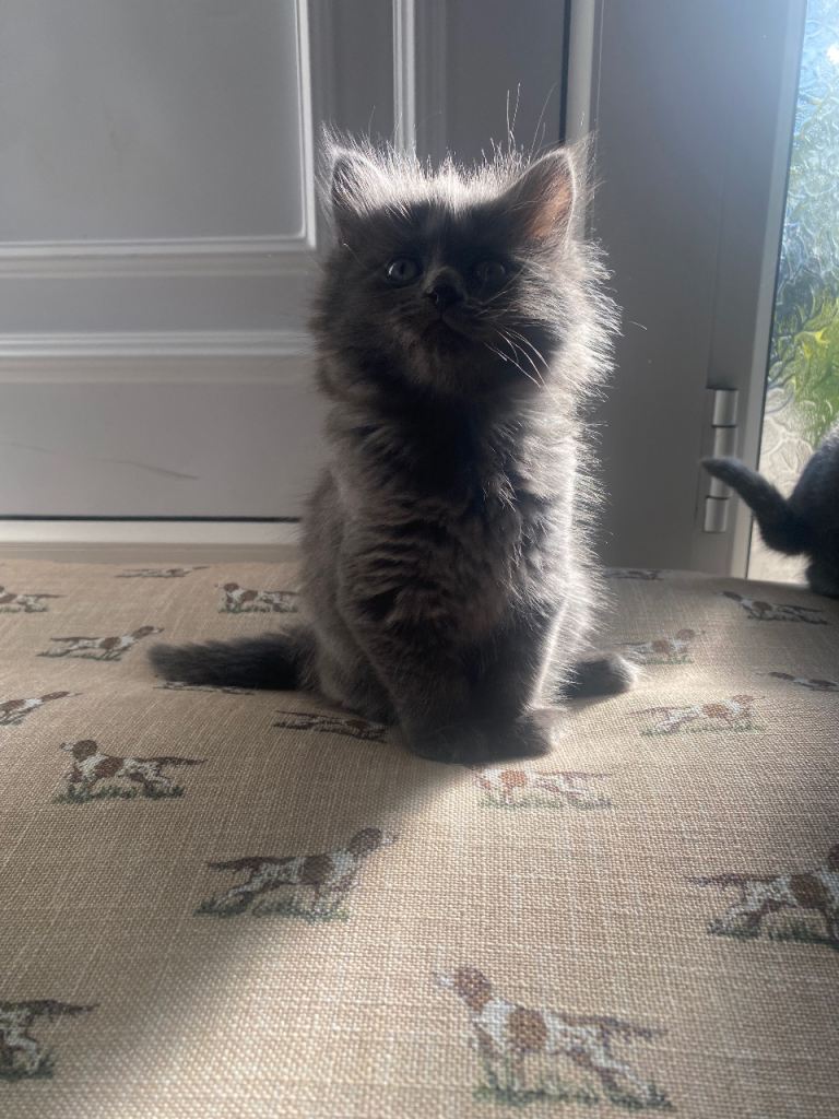 Grey fluffy kittens for sale 