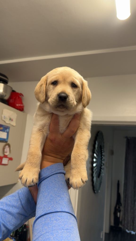 Labrador puppies 
