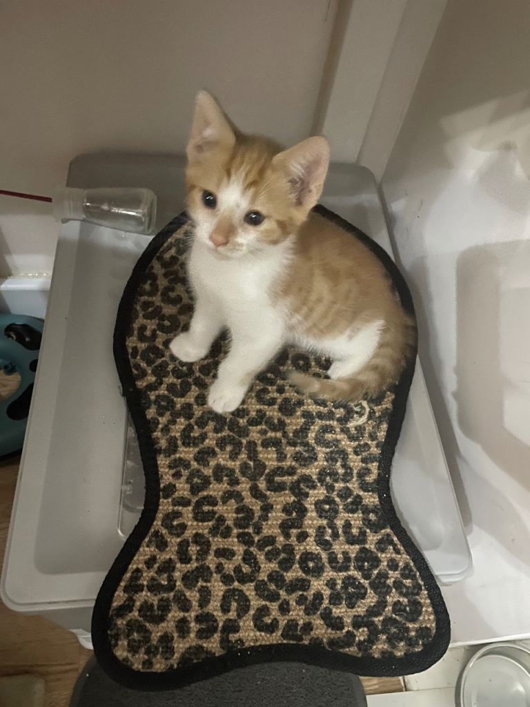 Kittens Boy and Girl looking for a forever family 