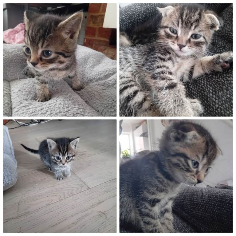 Kittens for sale 