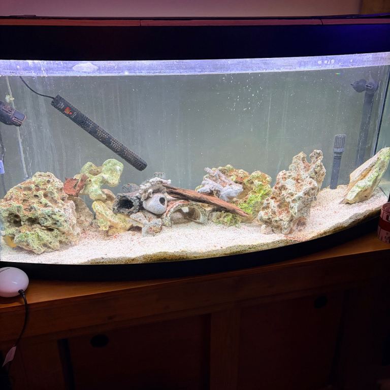 Fish tank including 2 cichlids 