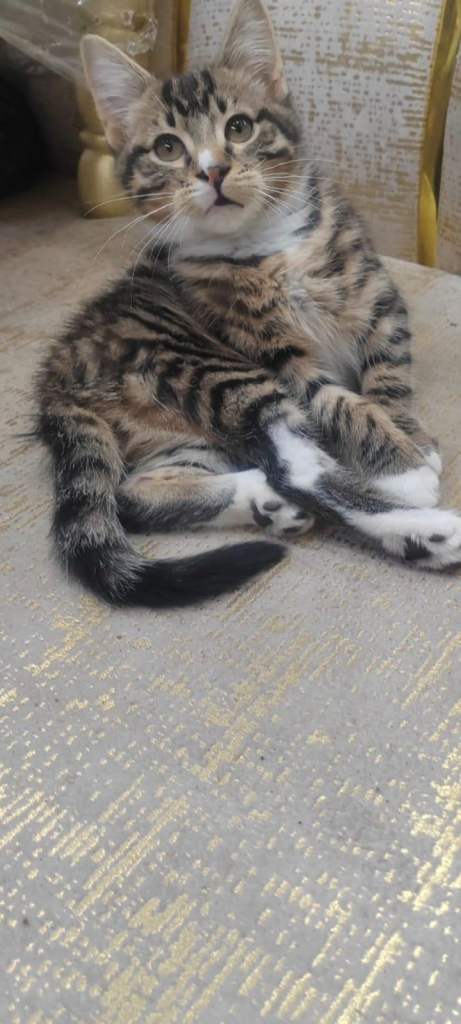 🐱 Cute Friendly Kittens for Sale – 9 Weeks Old