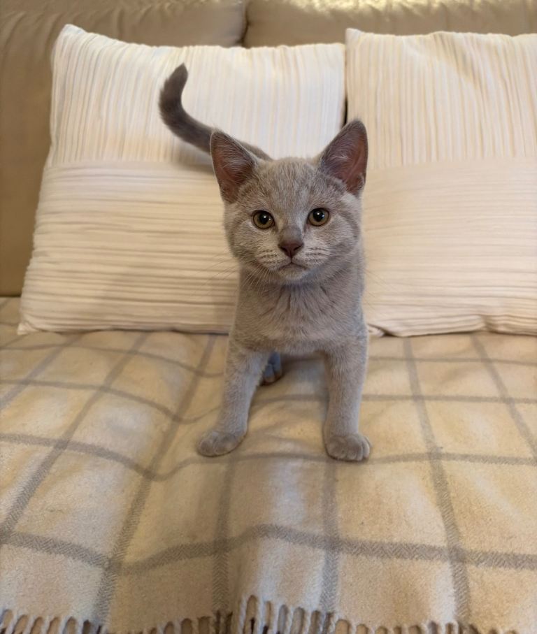 GCCFI British Shorthair kittens