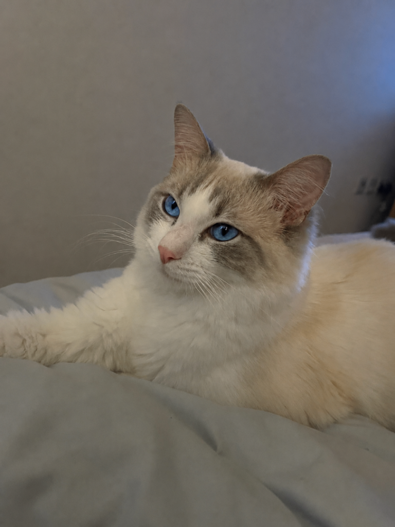 Male ragdoll 10 months old 