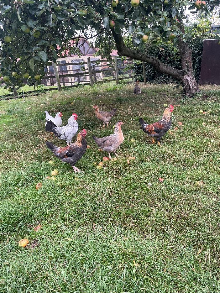 Chickens for sale 