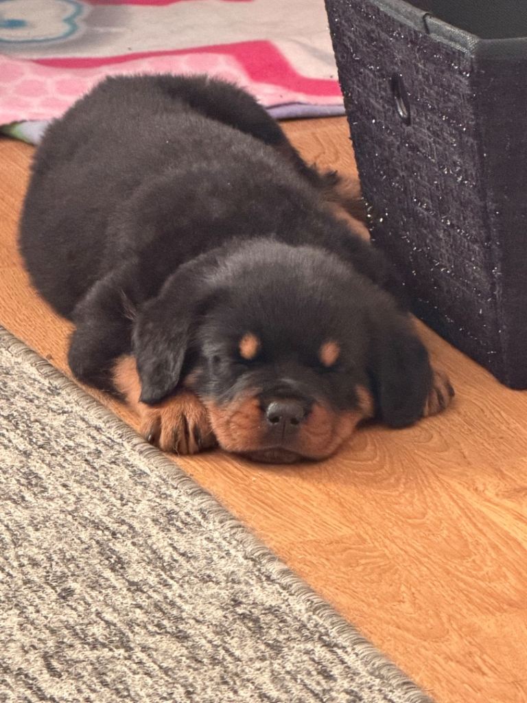 FEMALE ROTTIE