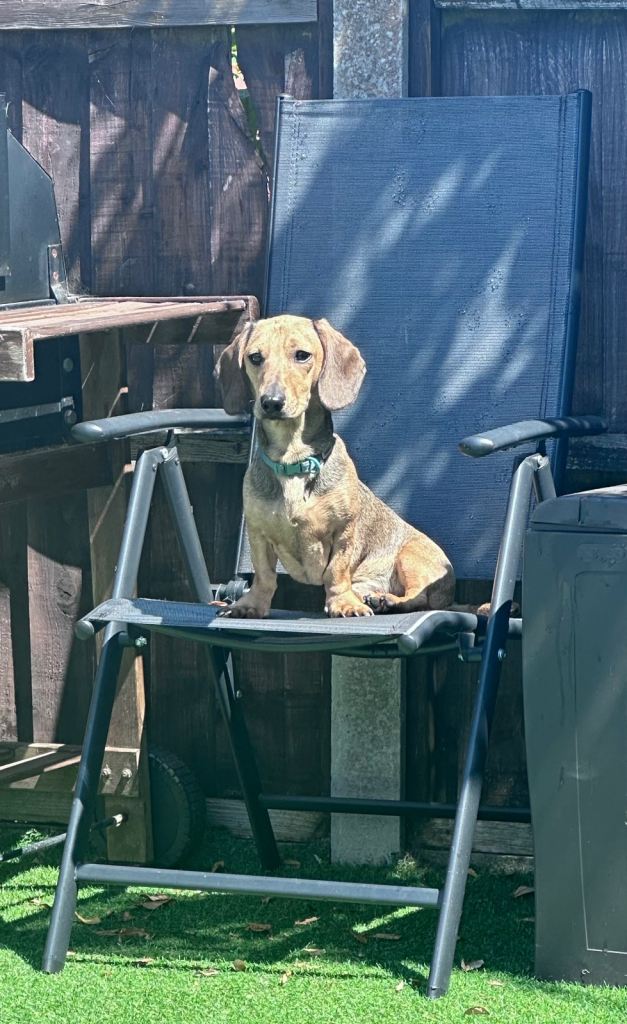 10 month old miniature dachshund 