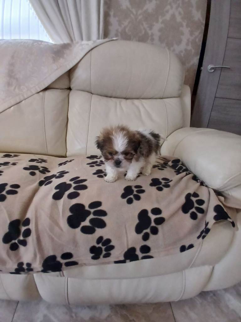 shih tzu puppy