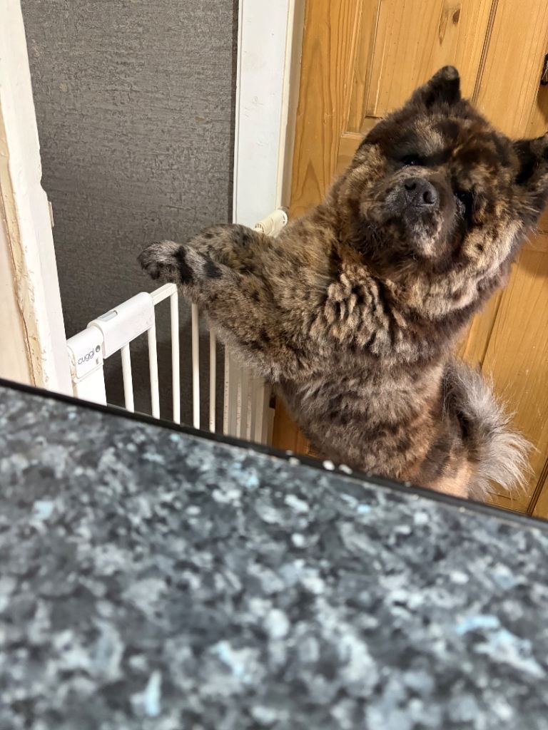 Male chow chow 