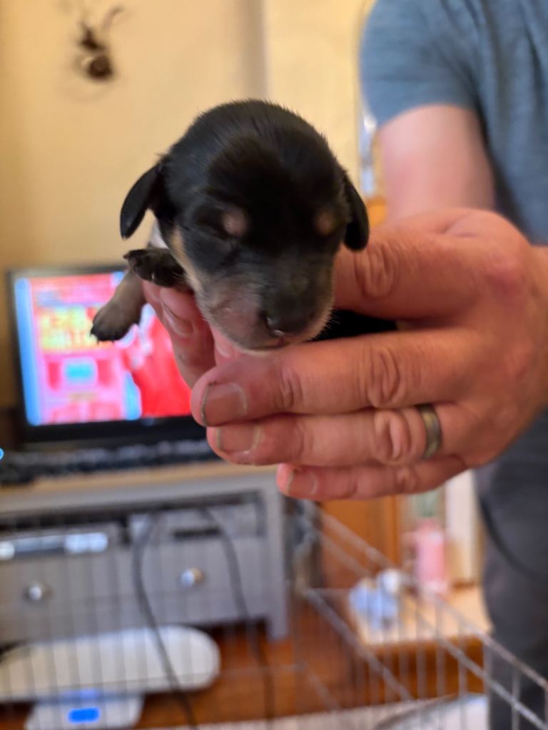 Miniature Long Haired Dachshund Puppies