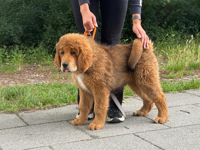 Tibetan mastiff puppy 