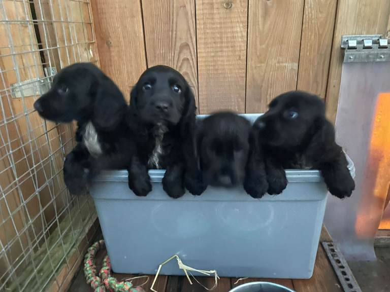 Cocker Spaniel Puppies