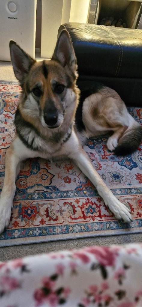Shepsky needs a loving home