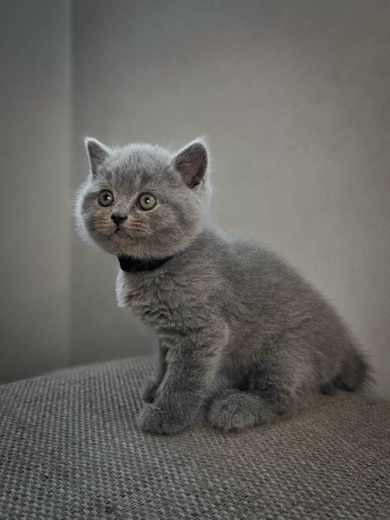 Beautiful british blue shorthair kittens 