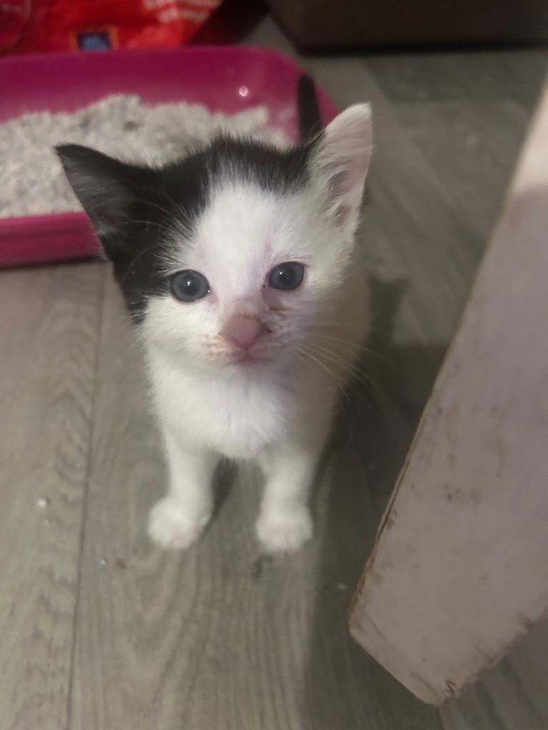 2 beautiful mixed breed kittens left 