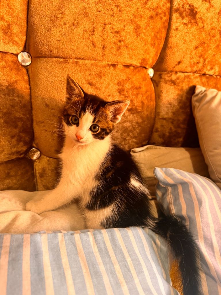 Cats for sale 