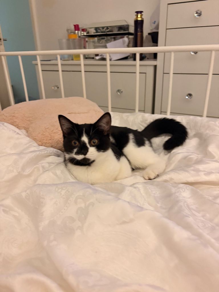 British shorthair x Ragdoll  