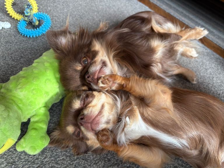 Two beautiful chocolate chihuahuas for sale 