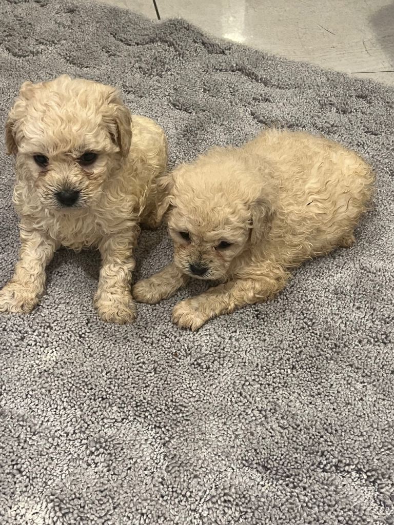 Beautiful poochon puppies 🐶