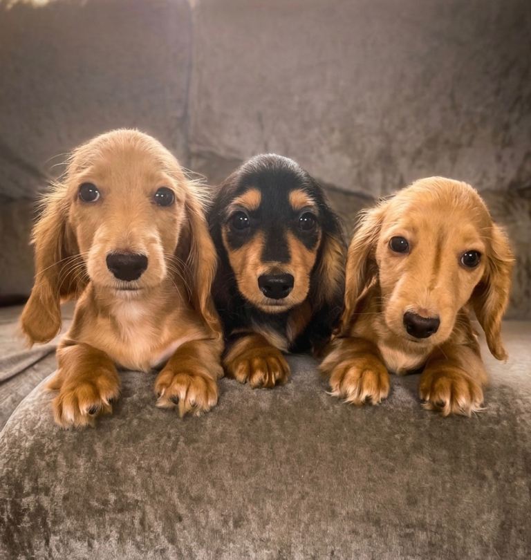 KC miniature long hair cream dachshund for sale