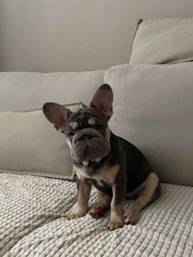 7 month old frenchie puppy 