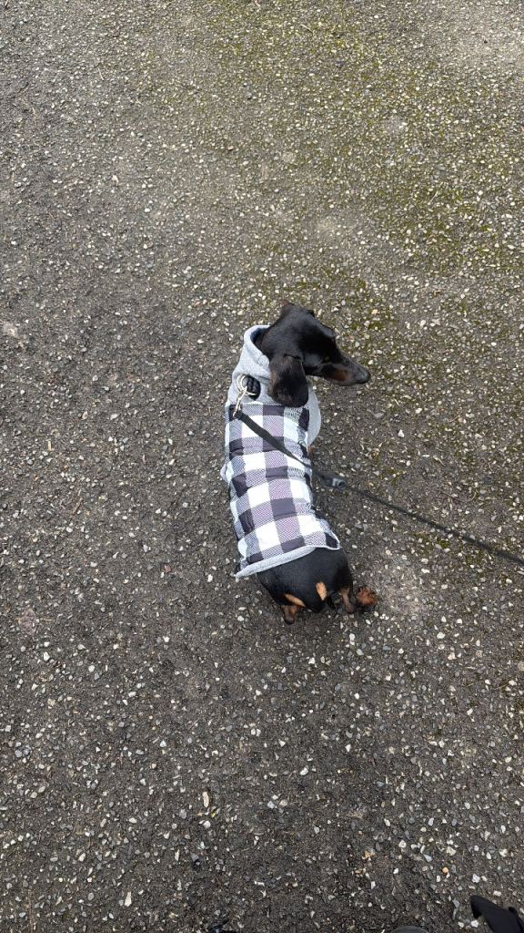 Male Dachshund for rehome - perfect boy! 