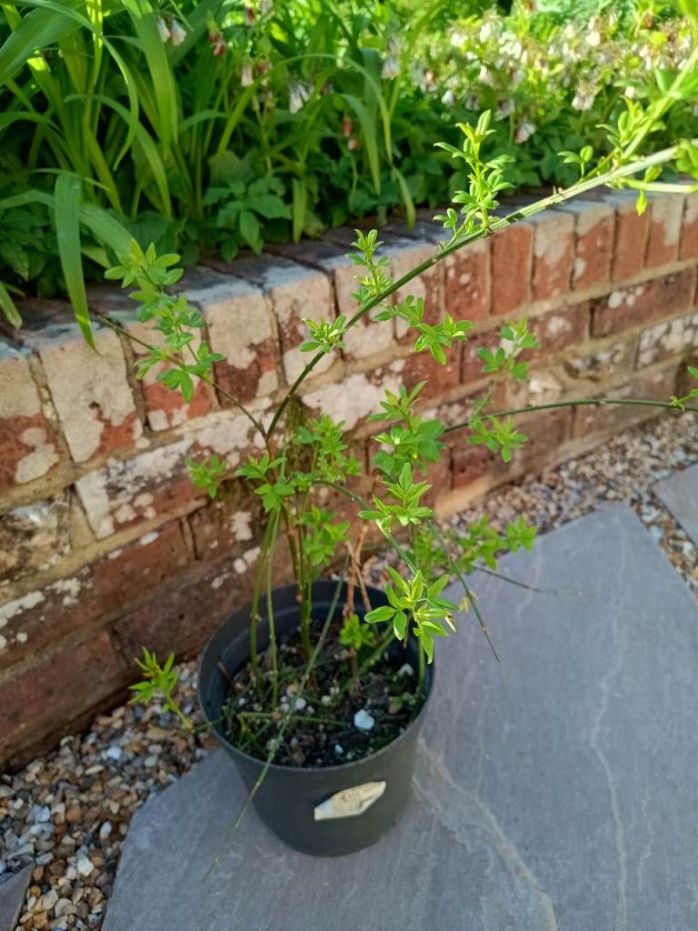 WINTER FLOWERING JASMINE 