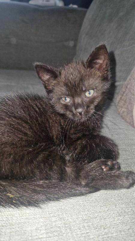 *STILL AVAILABLE TO LEAVE NOW. REDUCED PRICE* 8 week old female kitten
