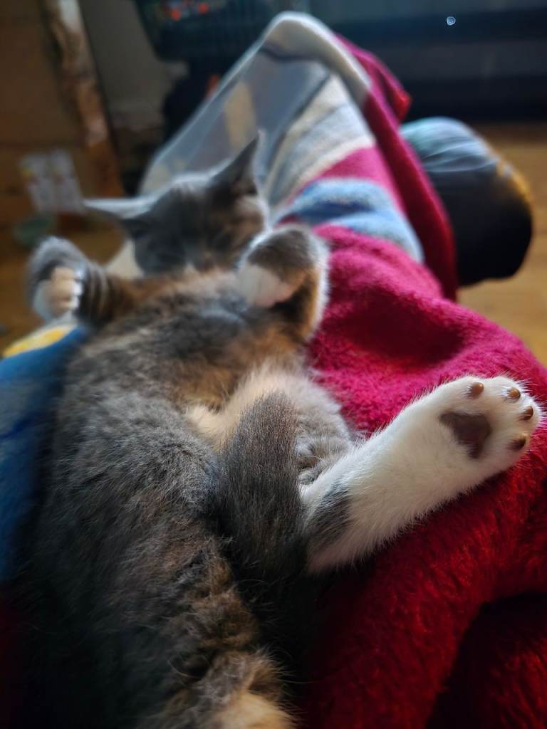 Beautiful grey female kitten