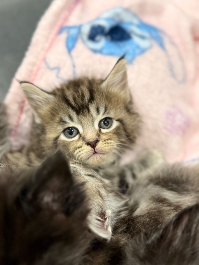 Maine coon kittens 