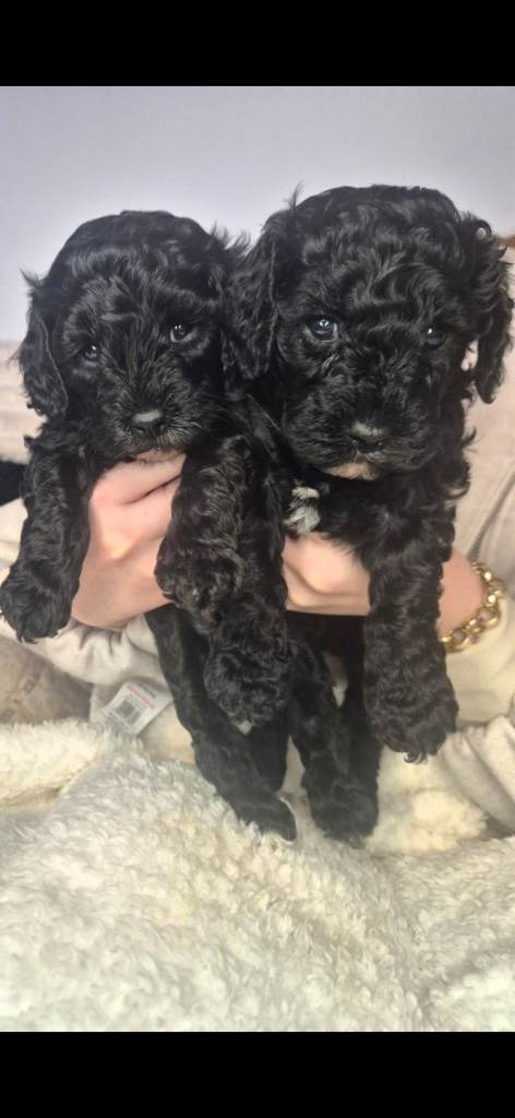 Black Cavapoo puppys