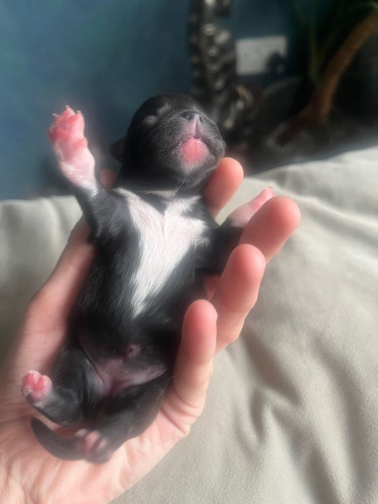 🐶 Beautiful Pomchi Puppies – Waiting List Now Open 🐶  