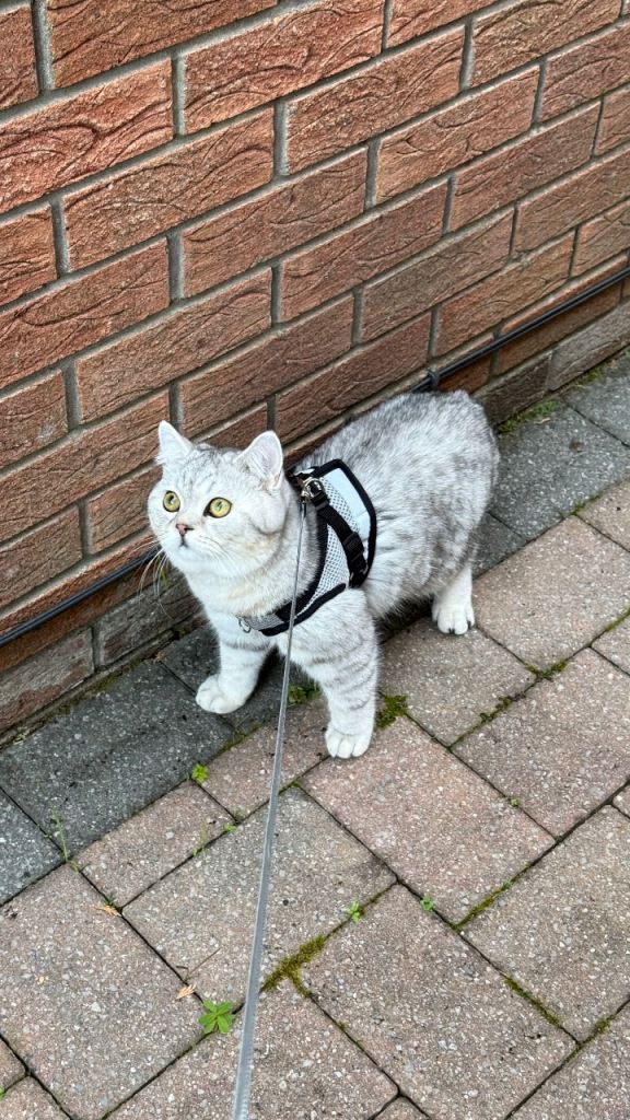 Beautiful British Shorthair Chinchilla 