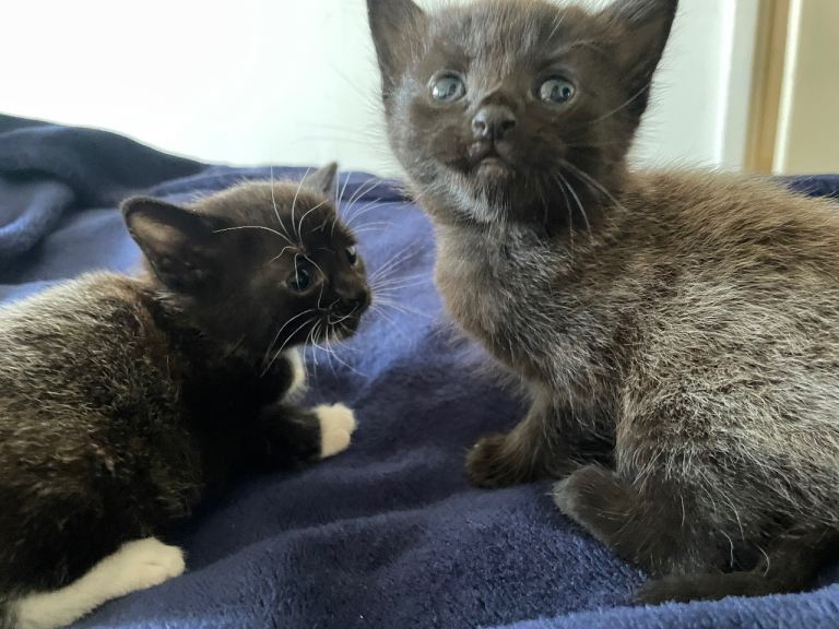 TWO KITTENS 